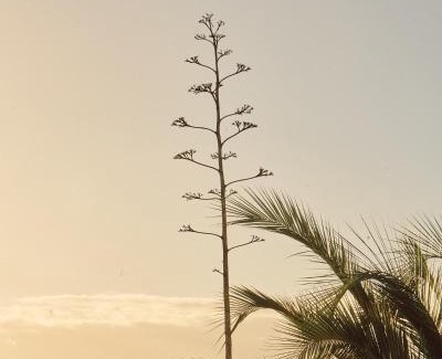 San Antonio de las Minas Cama Y Desayuno | Quinta Estrella