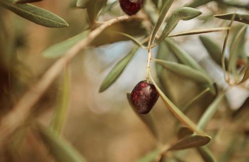 San Antonio de las Minas Cama Y Desayuno | Quinta Estrella