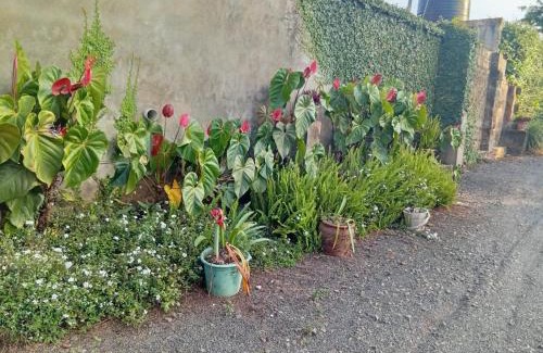 Meru Casa | Rachel's Garden
