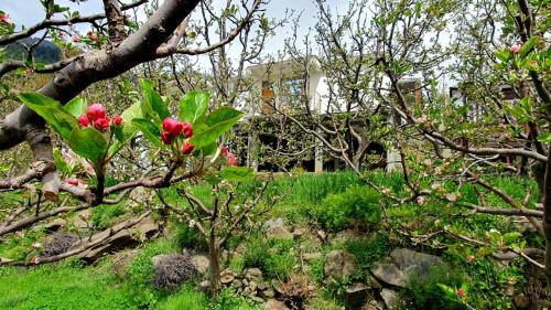Kalpa Casa | Raldang view homestay