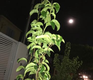 Jardim California Apartamento | Recanto Duas Peras
