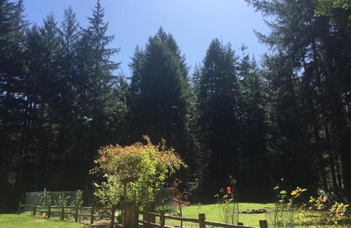 Crescent City Casa | Redwood forest