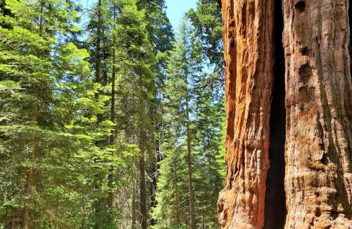 Camp Nelson Casa | Redwood Retreat, Mountains, Adventure and Nature