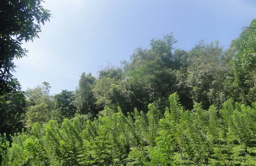 Kiriella Casa | Remnants of the colonial era of the British Plantation industry in “Ceylon”