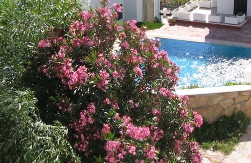 Ildır Koyu Villa | Villa Resort en el histórico pueblo junto al mar de Ildiri (nombre histórico Erythrai)