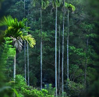 Stuart Hill Complejo | River Valley Retreat Coorg