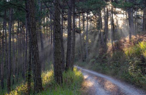 Da Lat Chalet De Esquí | Romantic house on a pine hill Dalat