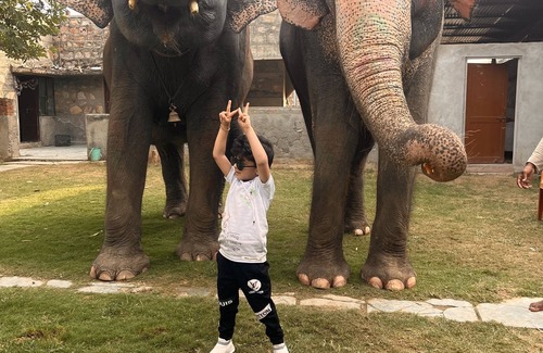 Pink City Villa | Room 4 - You can spend time with elephants by going close them