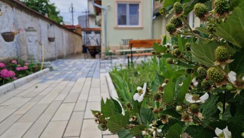 Vrsac Cama Y Desayuno | Rose Gardens