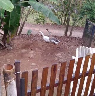 Tres Coroas Chalet De Esquí | Sítio em área rural, ao pé da Serra Gaúcha.