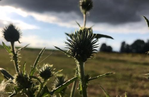 Netterden Otro | Safaritent bij Pipowagen en kampeerhoeve s Gravenhof