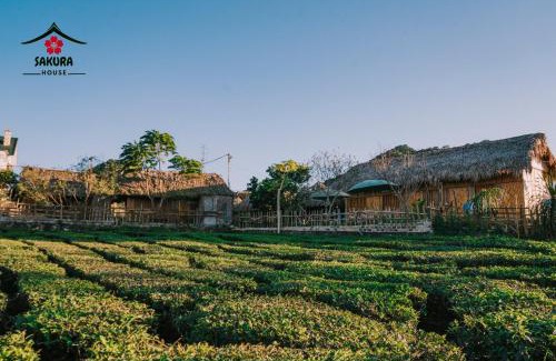 Moc Chau Casa | SAKURA House - Vườn Đào