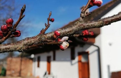 Petrovaradin Casa | Salaš Isailovi