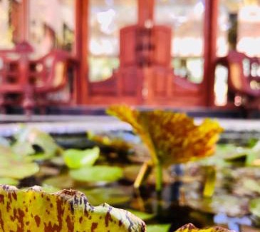 Yodakandiya Complejo | Saman Resort Yala