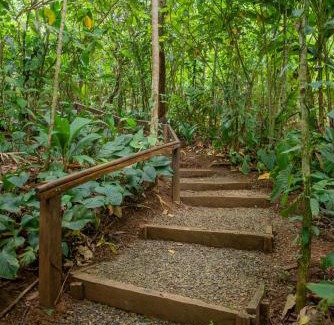 Chilamate Apartamento | Sarapiquí Xperience Lodge