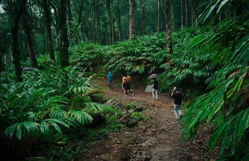 Devikolam Otro | Sathram Camp and Homestay, Mankulam, Munnar, Kerala