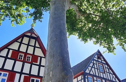 Erpel Casa | Schöne Ferienwohnung in Erpel Direkt am Rheinsteig. Kleine Haustiere Willkommen