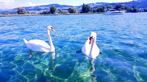 Arbon Apartamento | Schönes Studio in Arbon am Bodensee Neu Klimatisiert !