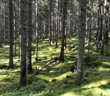 Amal Casa | schwedischer Waldhof -Marie- in einsamer Lage