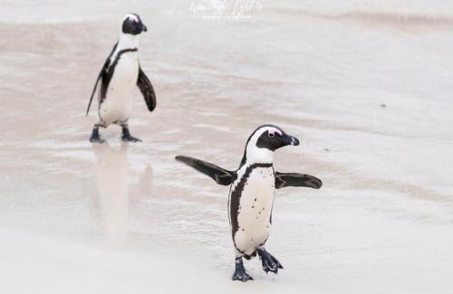 Simon's Town Casa | Seascape Cottage
