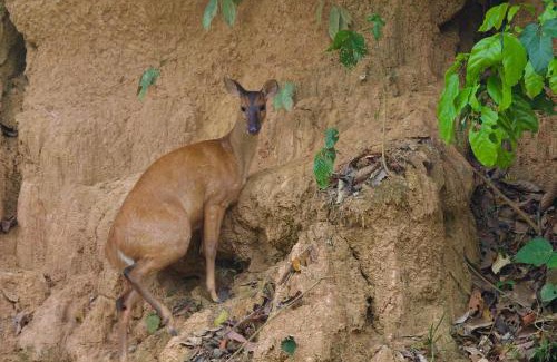 Inambari Cabina | Secret Forest Station