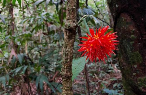 Inambari Cabina | Secret Forest Station