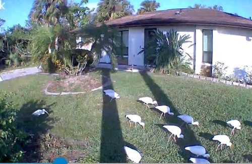 Port Charlotte Casa | SERENITY NOW.. SWFL COZY BUNGALOW, WITH A PRIVATE POOL -- PET FRIENDLY