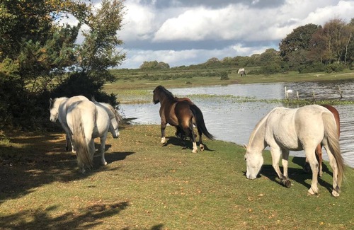 New Forest District Cabina | Sheric Lodge @ Shorefield Country Park