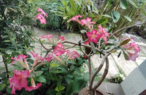 Kutuh Kaja Hotel | Shiva House