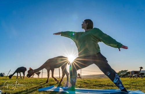 Llanerchymedd Casa | Short & Sweet Alpaca Retreat