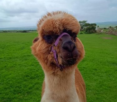Llanerchymedd Casa | Short & Sweet Alpaca Retreat