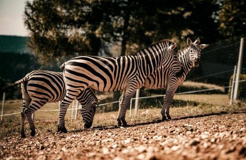 Tolsti Vrh p. R. na K. - del Apartamento | Studio Wild Park Panorama with Hot tub and Sauna