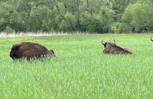 Bialowieza Casa | Siedlisko Jaskółka - Puszcza Białowieska