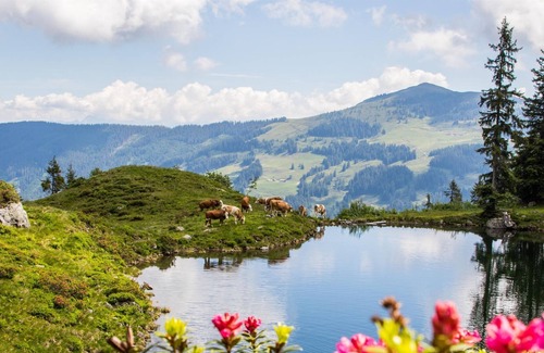 Muhlthal Cabaña | Single room comfort - Gasthof Schöntal