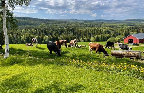 Snasa Casa | Smedja overnatting og ysteri