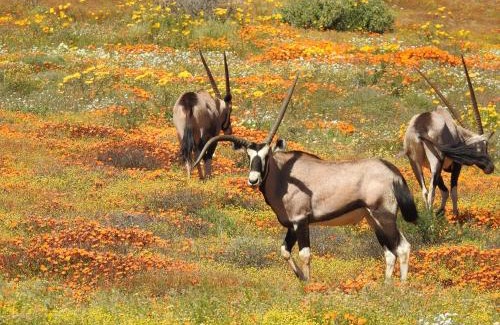 Kamiesberg Apartamento | Soebatsfontein Guest Lodge