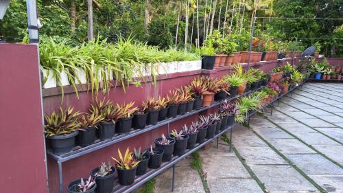 Kalpetta Casa | Souparnika Lakeview Homestay LLP