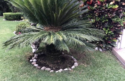 Cuernavaca Casa | Espectacular bungalow con piscina, parrilla, gran jardín y ubicación.