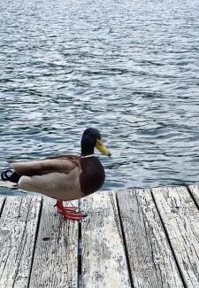 Bajina Basta Apartamento | Splav Wake at the lake