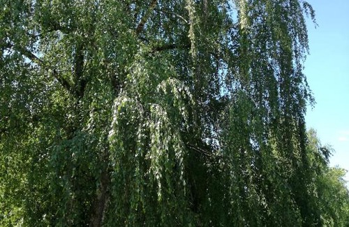 Palic Casa | Stara Breza 1 Rooms
