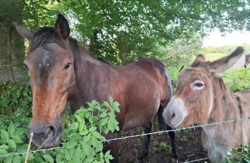 Athenry Apartamento | Stone Barn Cottage In Galway Countryside