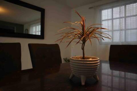 Pachuca Apartamento | Suites Incoreli