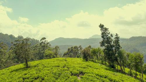 Nuwara Eliya Hotel | Summerhill Bungalow by Bluechip Leisure