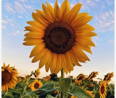 Matera Apartamento | Sunflower Rose