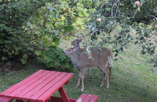 Kaslo Chalet De Esquí | Sunny Bluffs Chalets