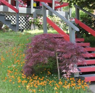 Kaslo Chalet De Esquí | Sunny Bluffs Chalets