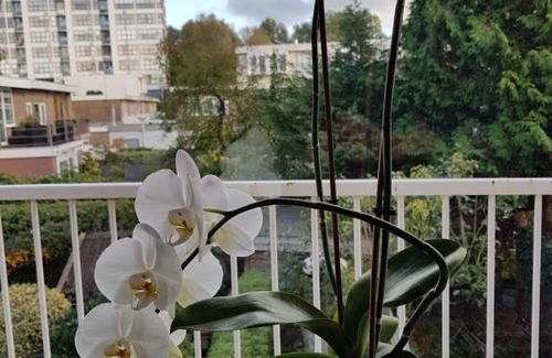 Nieuw-West Casa | Sunny Guesthouse