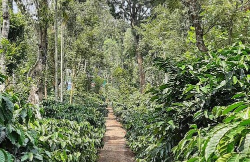 Kutta Casa | Sunrise Homestay, Nagarahole