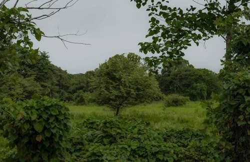 Cabuya Cabaña | Surrounded By Trees In Front Of The Sea