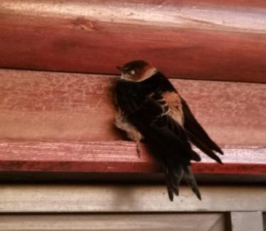 Fisherhaven Casa | Swallows Rest